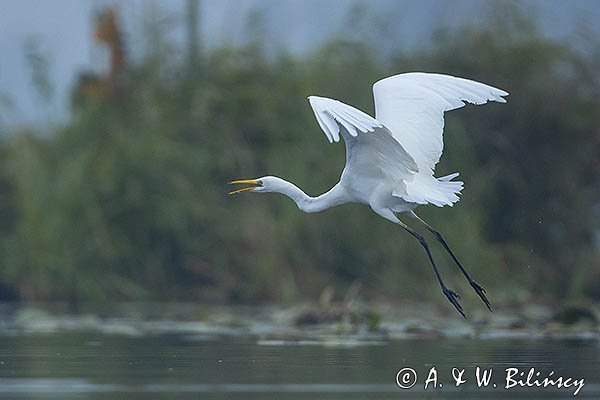 Czapla biała, Casmerodius albus, Ardea alba, Egretta alba