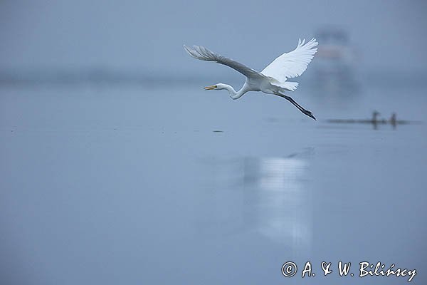 Czapla biała, Casmerodius albus, Ardea alba, Egretta alba