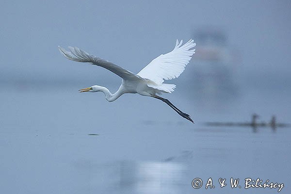 Czapla biała, Casmerodius albus, Ardea alba, Egretta alba