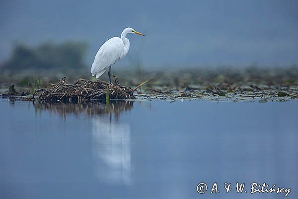 Czapla biała, Casmerodius albus, Ardea alba, Egretta alba