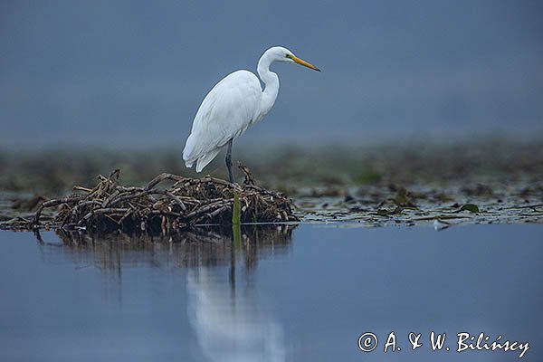 Czapla biała, Casmerodius albus, Ardea alba, Egretta alba