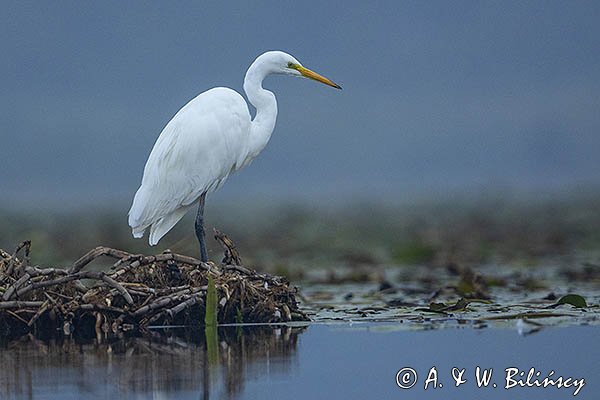 Czapla biała, Casmerodius albus, Ardea alba, Egretta alba