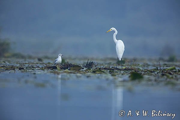 Czapla biała, Casmerodius albus, Ardea alba, Egretta alba