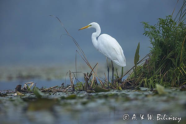 Czapla biała, Casmerodius albus, Ardea alba, Egretta alba