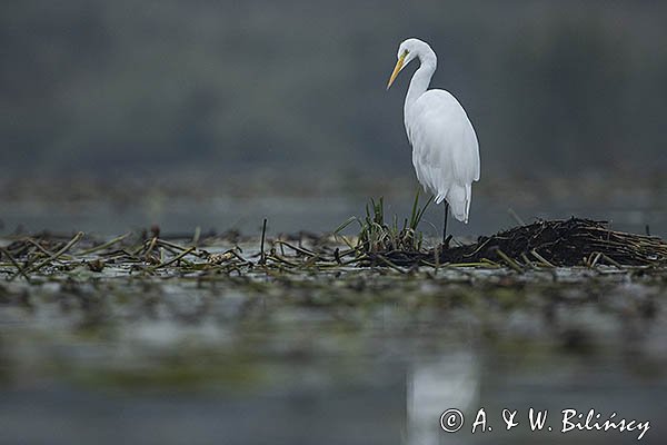 Czapla biała, Casmerodius albus, Ardea alba, Egretta alba