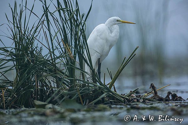 Czapla biała, Casmerodius albus, Ardea alba, Egretta alba