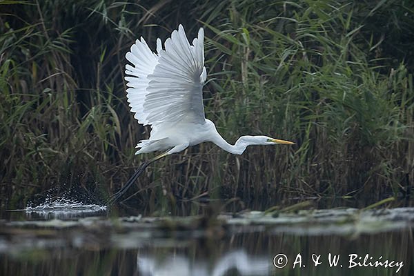 Czapla biała, Casmerodius albus, Ardea alba, Egretta alba