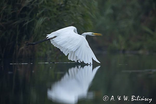 Czapla biała, Casmerodius albus, Ardea alba, Egretta alba