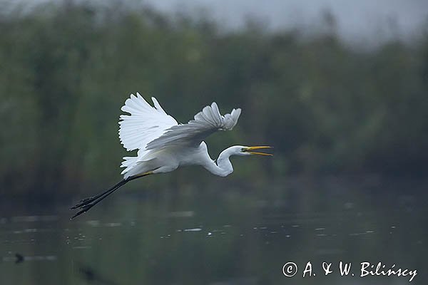 Czapla biała, Casmerodius albus, Ardea alba, Egretta alba