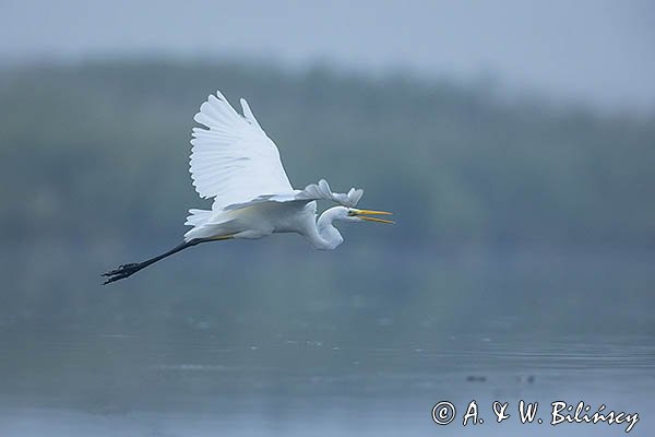 Czapla biała, Casmerodius albus, Ardea alba, Egretta alba