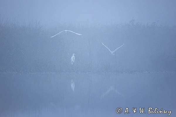 Czapla biała, Casmerodius albus, Ardea alba, Egretta alba