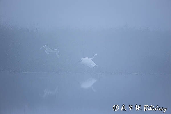 Czapla biała, Casmerodius albus, Ardea alba, Egretta alba