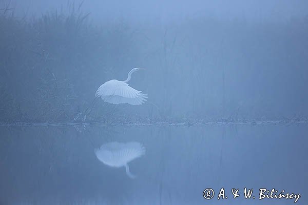 Czapla biała, Casmerodius albus, Ardea alba, Egretta alba