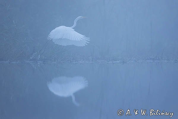 Czapla biała, Casmerodius albus, Ardea alba, Egretta alba