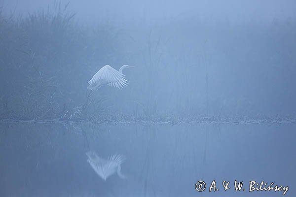 Czapla biała, Casmerodius albus, Ardea alba, Egretta alba