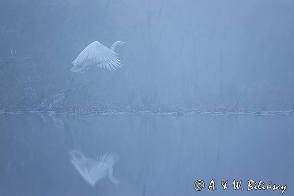 Czapla biała, Casmerodius albus, Ardea alba, Egretta alba