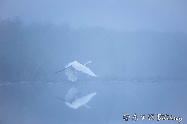 Czapla biała, Casmerodius albus, Ardea alba, Egretta alba