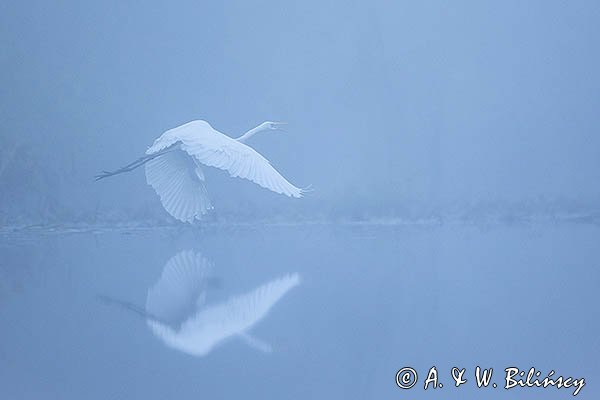 Czapla biała, Casmerodius albus, Ardea alba, Egretta alba