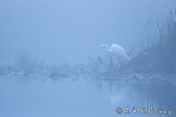 Czapla biała, Casmerodius albus, Ardea alba, Egretta alba