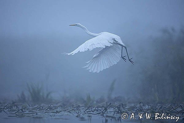 czapla biała, Casmerodius albus, Ardea alba, Egretta alba