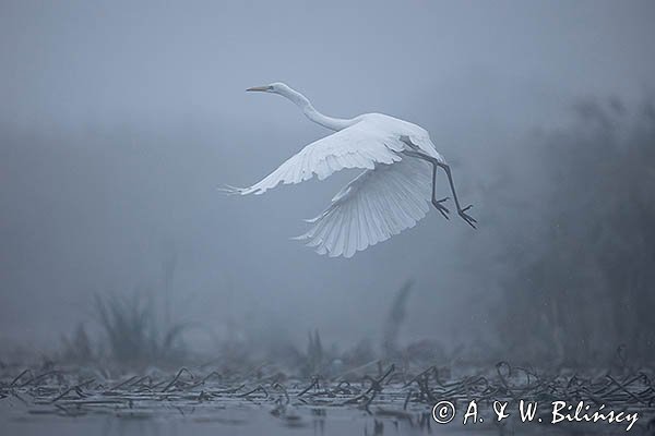 Czapla biała, Casmerodius albus, Ardea alba, Egretta alba