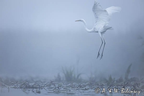 Czapla biała, Casmerodius albus, Ardea alba, Egretta alba