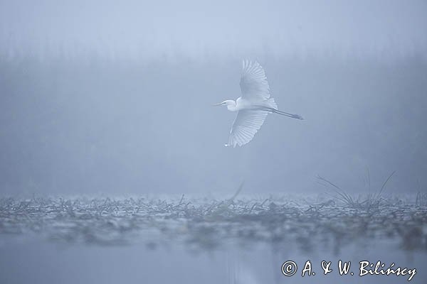 Czapla biała, Casmerodius albus, Ardea alba, Egretta alba