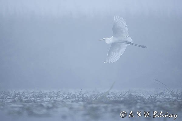 Czapla biała, Casmerodius albus, Ardea alba, Egretta alba