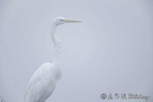 Czapla biała, Casmerodius albus, Ardea alba, Egretta alba