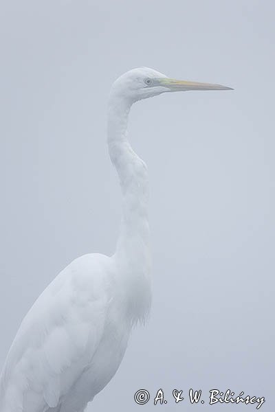 Czapla biała, Casmerodius albus, Ardea alba, Egretta alba