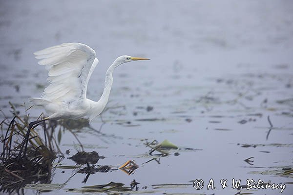 Czapla biała, Casmerodius albus, Ardea alba, Egretta alba