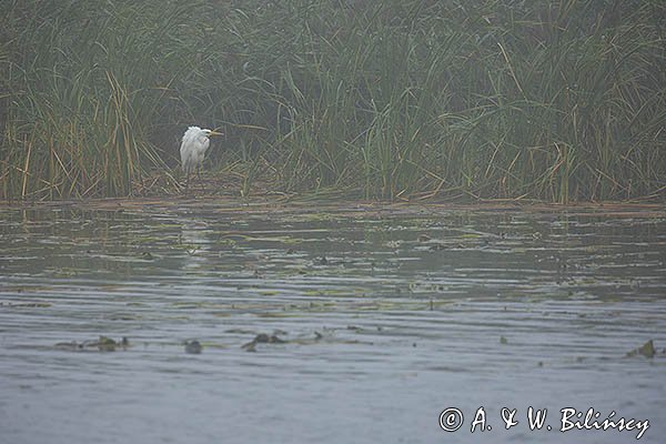 Czapla biała, Casmerodius albus, Ardea alba, Egretta alba