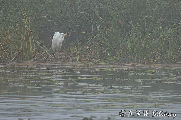 Czapla biała, Casmerodius albus, Ardea alba, Egretta alba