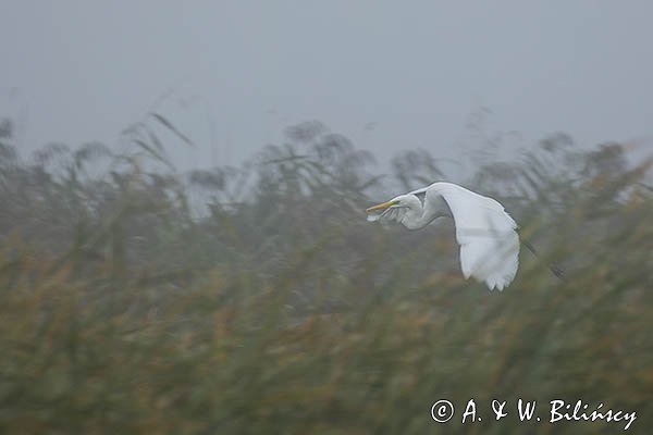 Czapla biała, Casmerodius albus, Ardea alba, Egretta alba