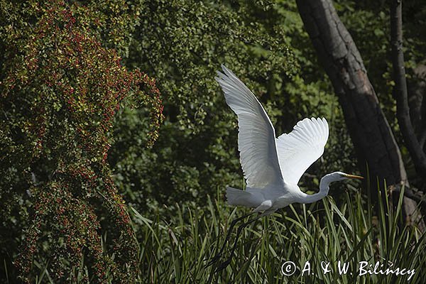 Czapla biała, Casmerodius albus, Ardea alba, Egretta alba