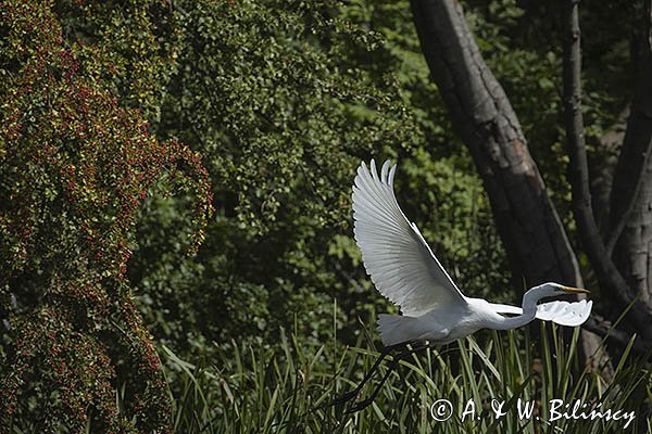 Czapla biała, Casmerodius albus, Ardea alba, Egretta alba