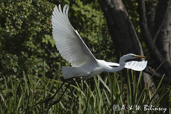 Czapla biała, Casmerodius albus, Ardea alba, Egretta alba