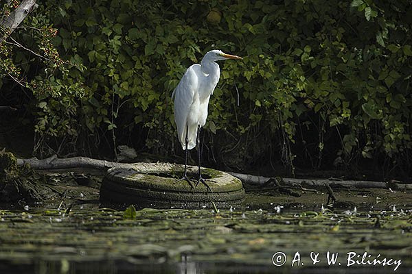 Czapla biała, Casmerodius albus, Ardea alba, Egretta alba na oponie, rzeka Nogat, żuławy Wislane