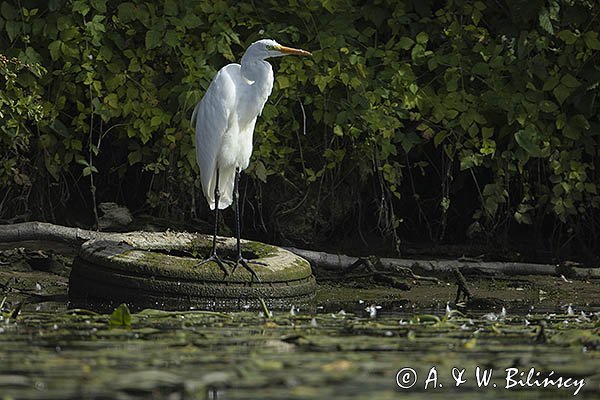 Czapla biała, Casmerodius albus, Ardea alba, Egretta alba na oponie, rzeka Nogat, żuławy Wislane