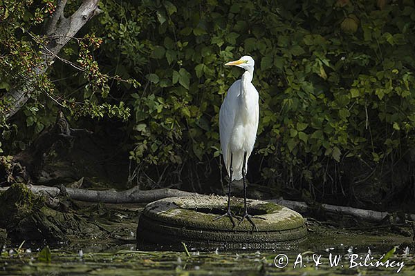 Czapla biała, Casmerodius albus, Ardea alba, Egretta alba na oponie, rzeka Nogat, żuławy Wislane