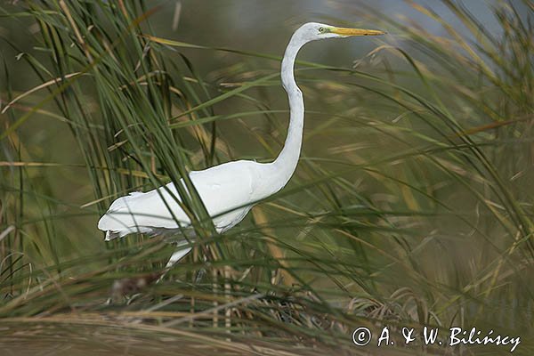 Czapla biała, Casmerodius albus, Ardea alba, Egretta alba