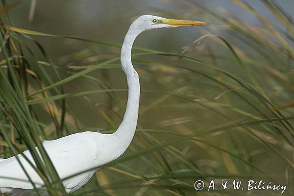 Czapla biała, Casmerodius albus, Ardea alba, Egretta alba