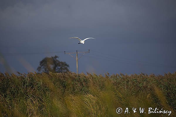 Czapla biała, Casmerodius albus, Ardea alba, Egretta alba