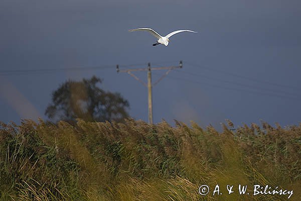 Czapla biała, Casmerodius albus, Ardea alba, Egretta alba