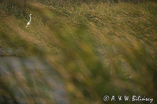 Czapla biała, Casmerodius albus, Ardea alba, Egretta alba