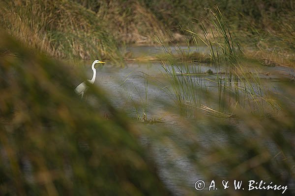 Czapla biała, Casmerodius albus, Ardea alba, Egretta alba