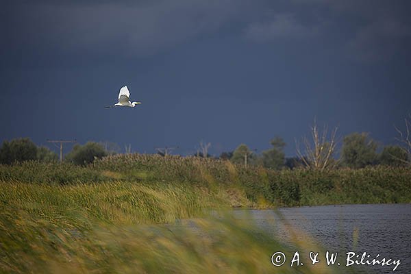 Czapla biała, Casmerodius albus, Ardea alba, Egretta alba