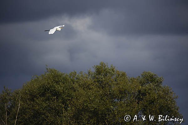 Czapla biała, Casmerodius albus, Ardea alba, Egretta alba