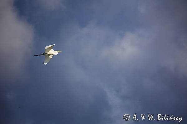 Czapla biała, Casmerodius albus, Ardea alba, Egretta alba