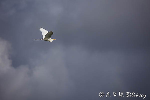 Czapla biała, Casmerodius albus, Ardea alba, Egretta alba